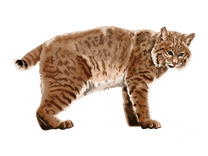 Bobcat